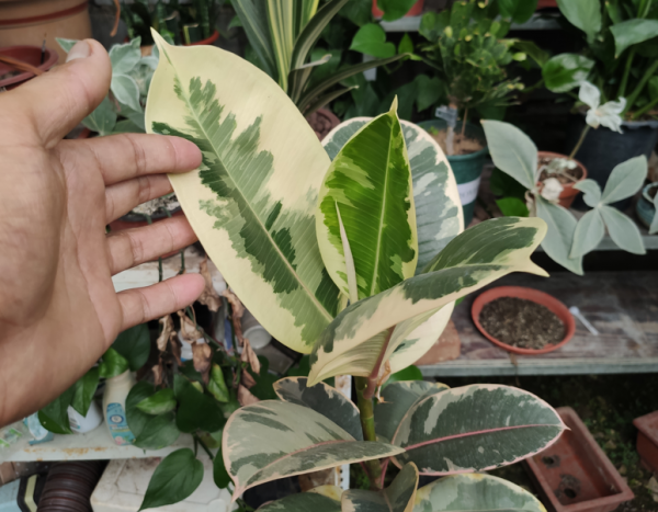 橡皮樹喜歡“三種水”，學會澆灌技巧，就能快速長，葉片又大又亮