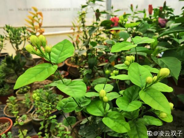 高溫環境下養花,要選對品種,可以試試這6種 高溫環境下養花,要選對品種,可以試試這6種