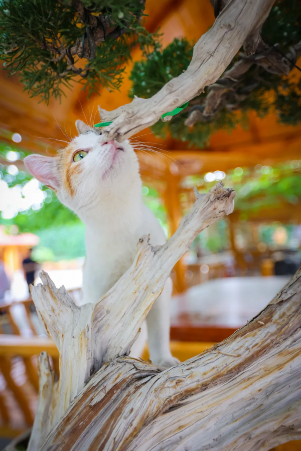 米麒麟:我掉缸怎麼了? 米麒麟:我掉缸怎麼了?