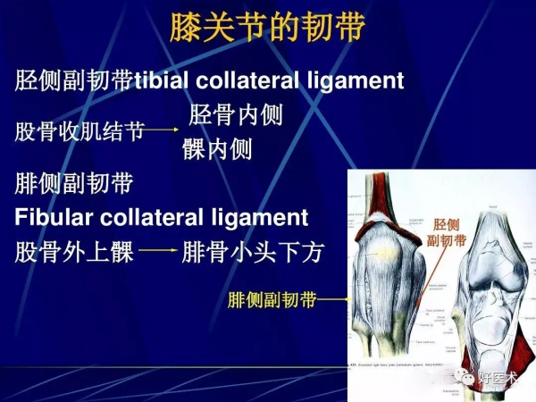86張全身關節應用解剖精講，這篇文章值得收藏