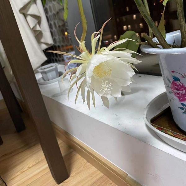 花期特短的4種花，美麗只在剎那間，能看到的都是緣分