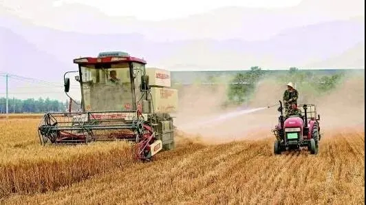 荒唐:收割玉米要鋪“紅毯” 荒唐:收割玉米要鋪“紅毯”