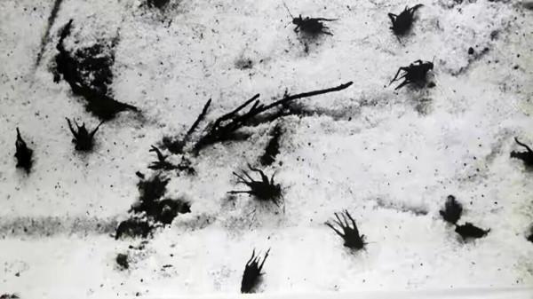 剛殲敵1.7萬!38歲軍長碰了美軍空殼彈後,當夜高燒!7天后犧牲 剛殲敵1.7萬!38歲軍長碰了美軍空殼彈後,當夜高燒!7天后犧牲