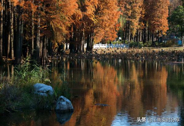 油畫般色彩絢爛的水杉,林中驕傲的黑天鵝,才是黿頭渚秋意的絕響 油畫般色彩絢爛的水杉,林中驕傲的黑天鵝,才是黿頭渚秋意的絕響