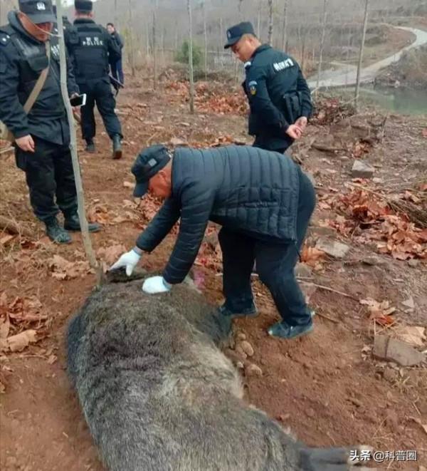 中國野豬超百萬頭,區域性氾濫仍要保護,這麼多野豬該怎麼處理? 中國野豬超百萬頭,區域性氾濫仍要保護,這麼多野豬該怎麼處理?