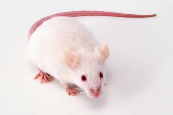 &OpenCurlyDoubleQuote;吃得越飽，死得越早&rdquo;是偽科學還是真靠譜？權威解答來了