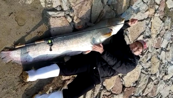 3斤的黃辣丁，一米六的鯰魚王，釣友頻繁釣上大魚，禁漁的功勞？