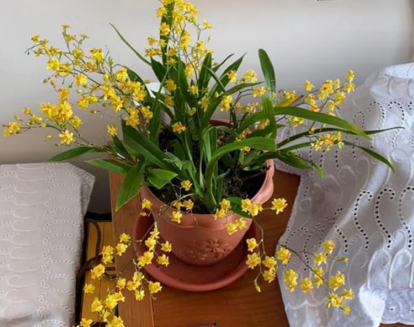 最值得養的5種漂亮花卉,花開時清香四溢,好看又好養 最值得養的5種漂亮花卉,花開時清香四溢,好看又好養