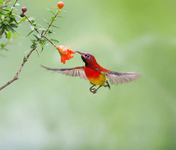 分享圖片,色彩斑斕,美麗無比的太陽鳥 分享圖片,色彩斑斕,美麗無比的太陽鳥