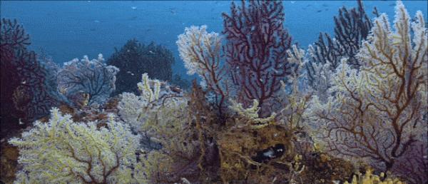 16部超讚自然紀錄片，讓孩子足不出戶看到地球的“真實面目”！