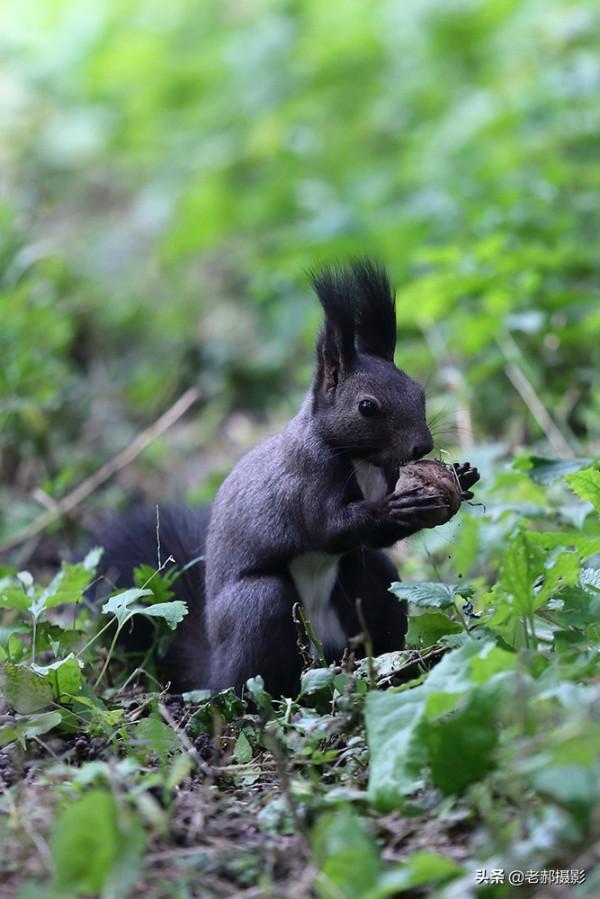 公園裡散步偶遇吃儲備糧的小松鼠