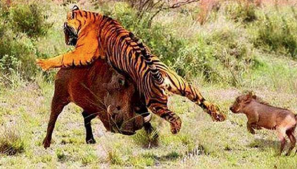 祁連山發現異獸“山彪”，實力不輸老虎，它能解決野豬氾濫問題嗎