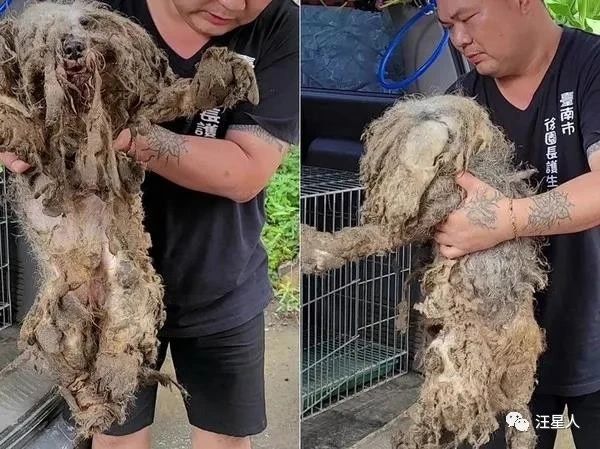 原來是漂亮雪納瑞，2坨“屎味抹布狗”花5小時剃毛重生，感動網友