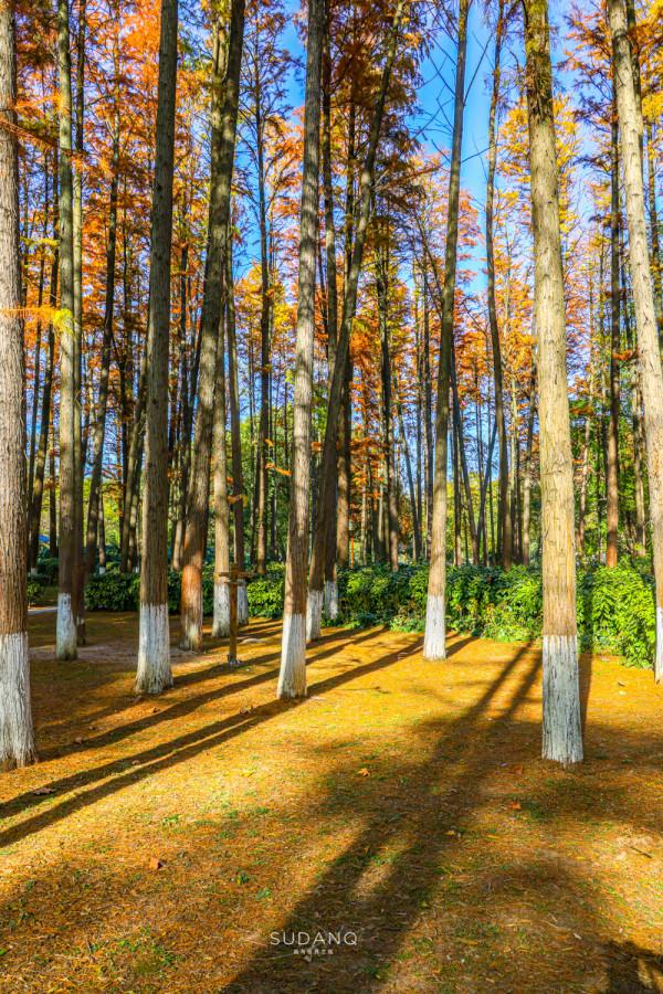 武漢人究竟多愜意?46萬平方米的城市公園猶如森林一般,景色醉人 武漢人究竟多愜意?46萬平方米的城市公園猶如森林一般,景色醉人
