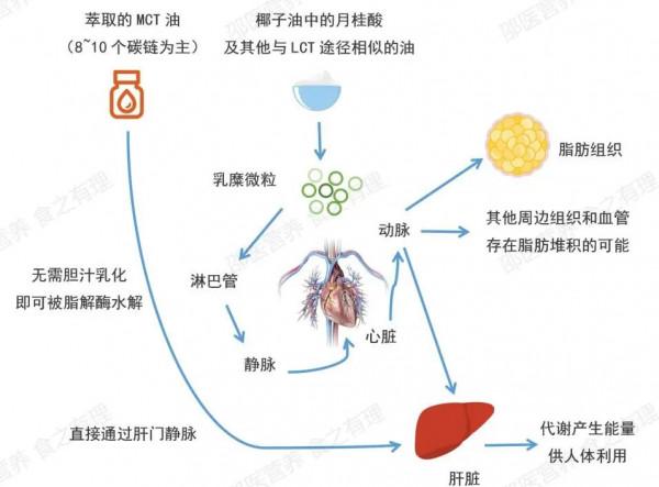 好多人在喝椰子油減肥,究竟有幾分靠譜? 好多人在喝椰子油減肥,究竟有幾分靠譜?