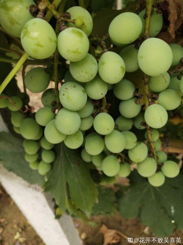 葡萄不爬藤也能長,5步養護,收穫盆栽葡萄樹 葡萄不爬藤也能長,5步養護,收穫盆栽葡萄樹