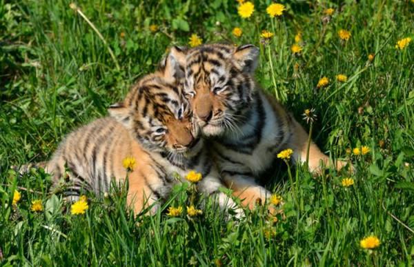 老虎再餓也有3不吃？這是為什麼？老虎到底有多厲害？