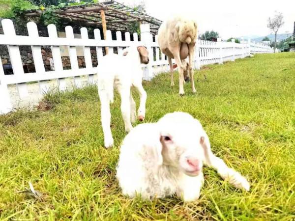“博哥微旅行”第五站 | 密雲區 金叵羅農場 “博哥微旅行”第五站 | 密雲區 金叵羅農場