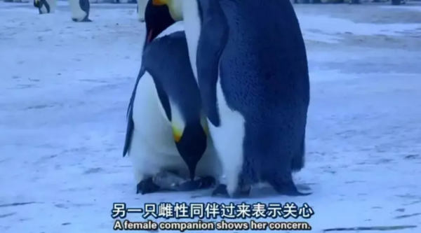 有靈且美，它們可太會了