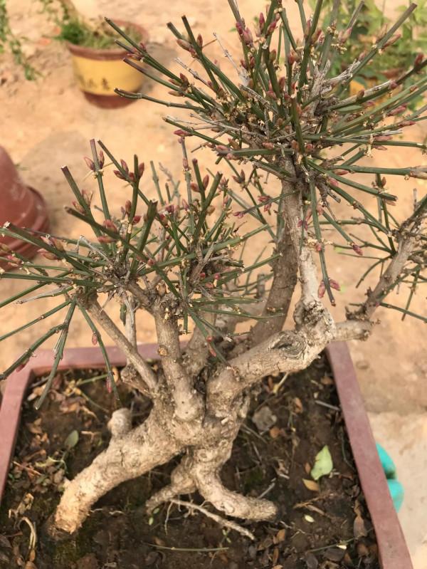 迎春盆景，居家擺置，迎春納福