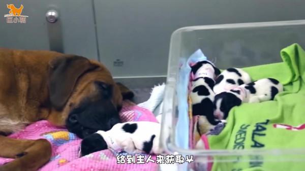 如果克隆狗能保留思想和性格,是不是能有雙倍快樂?來看真實案例 如果克隆狗能保留思想和性格,是不是能有雙倍快樂?來看真實案例