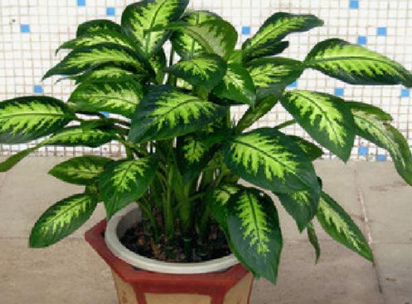 家庭養花需“謹慎”,這4種花“有毒液”,哪怕再好看,也別養 家庭養花需“謹慎”,這4種花“有毒液”,哪怕再好看,也別養