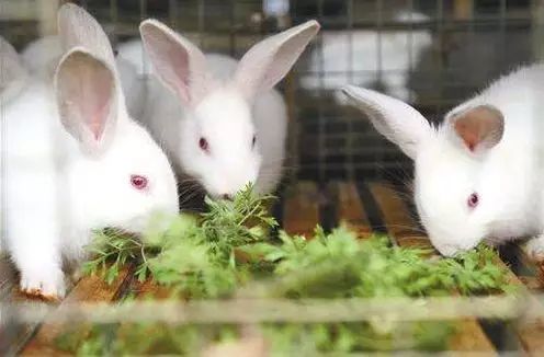 8畝地建小動物農場僅憑2招變網紅打卡地，門票20餵動物10元，啥樣