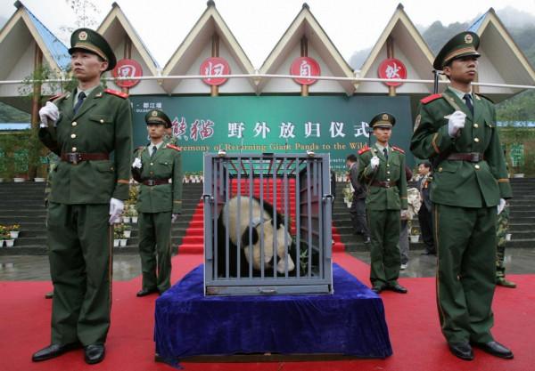 我和國寶大熊貓的N次親密接觸