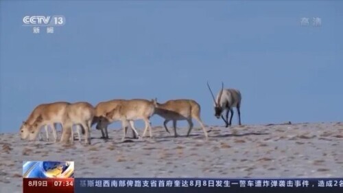 路上偶遇東北虎是什麼體驗？網友：大腦斧能有什麼壞心思呢