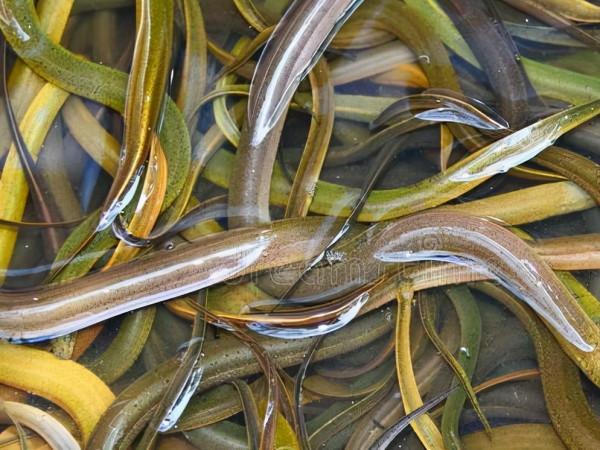 肉質最好的8種魚，魚刺少，味道好，家裡有寶寶的建議收藏