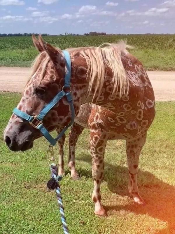 你見過斑點狗，但你見過斑點馬嗎