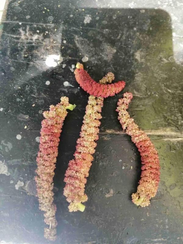 臘月買花，8種花白送都別要，養不活，還惹一肚子氣