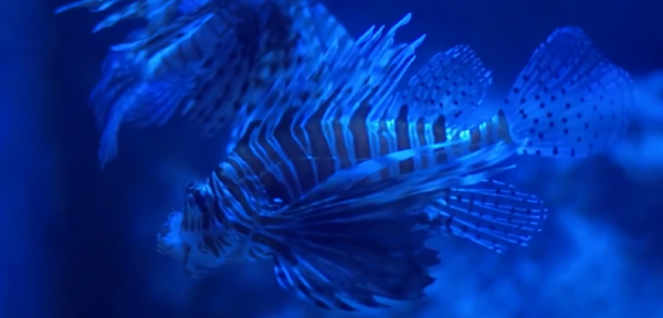 海洋動物：每個都十分可怕，危險的程度讓人敬而遠之