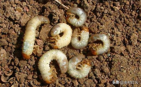 花生地裡胖胖的“地老虎”特別討厭,用什麼方法能徹底解決? 花生地裡胖胖的“地老虎”特別討厭,用什麼方法能徹底解決?