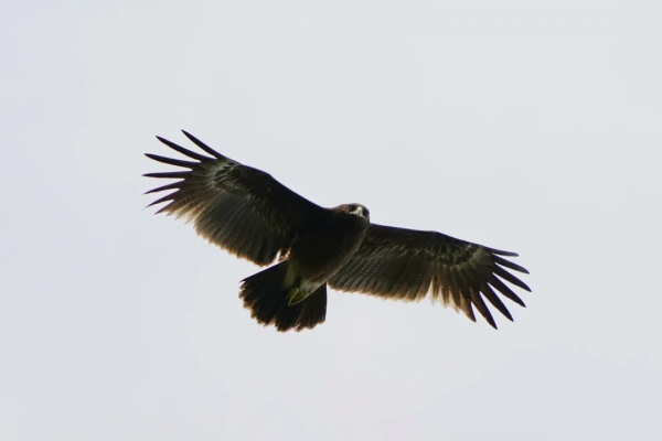 前方高萌！海淀竟有超多“神奇生物”出沒……