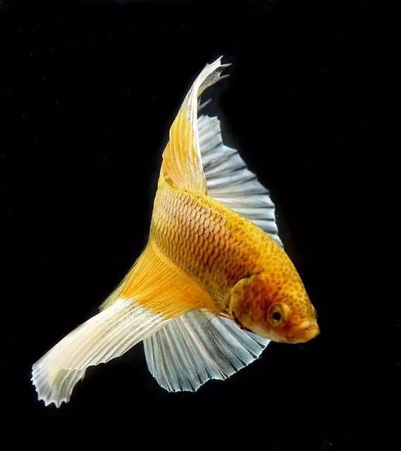 70種珍貴的魚欣賞（圖）