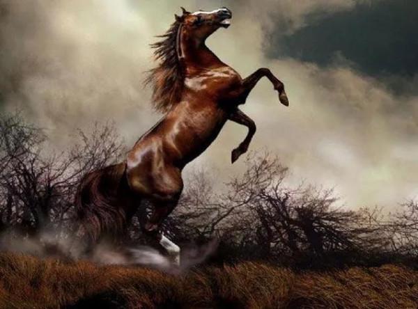 30多幅駿馬奔騰圖欣賞