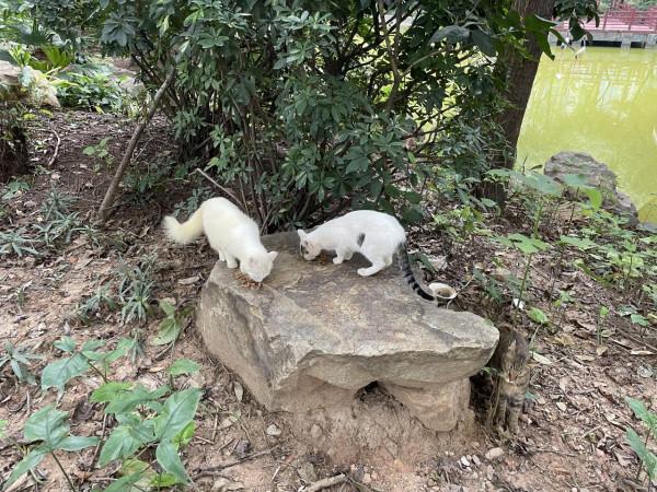 喂貓的老人 喂貓的老人