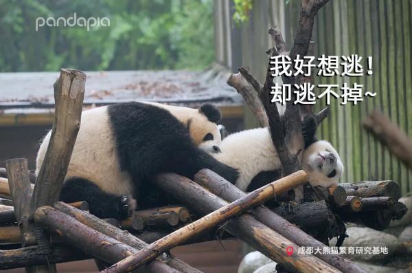 國寶測評！小熊牌枕頭到底有多軟