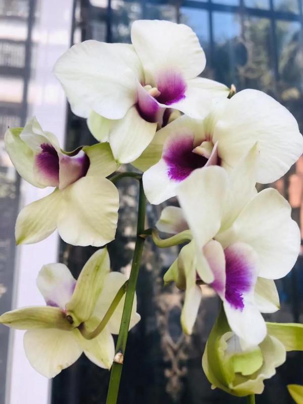 窗臺上的石斛蘭