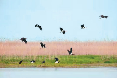 &OpenCurlyDoubleQuote;見鸛啦！&rdquo;