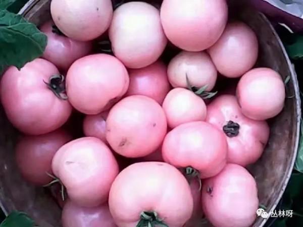 我和母親相愛相殺的那些年