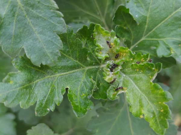 10種“髒髒”花,愛乾淨的人別養,會招蟲子 10種“髒髒”花,愛乾淨的人別養,會招蟲子