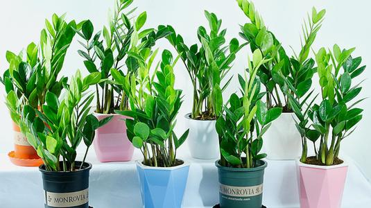 金錢樹不愛長新芽，掌握“3個要點”，小芽一個接一個