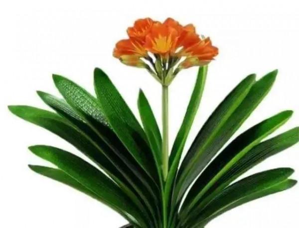 花豔吉利貴氣的八種富貴花