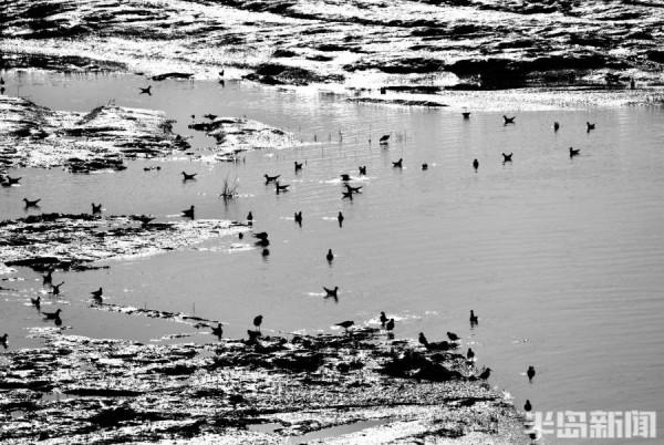 蒼鷺、海鷗、野鴨……候鳥大部隊集結白沙河