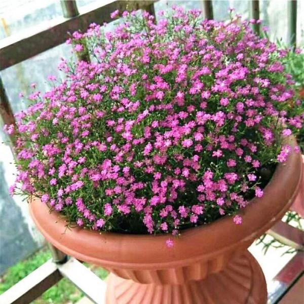 盆栽滿天星的養護技巧有2個，花朵繁多、開成花球、簡單美好