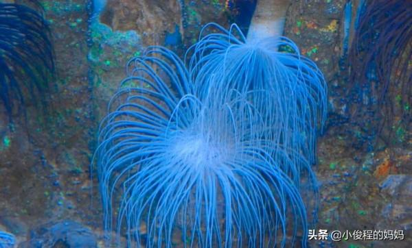 海底的美嬌娘&OpenCurlyDoubleQuote;海葵&rdquo;，舞動的精靈