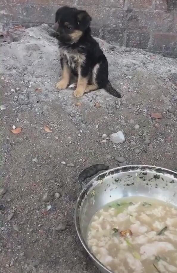 在路邊撿到個小奶狗，膽小到不敢吃飯，但是人走開之後反應異常