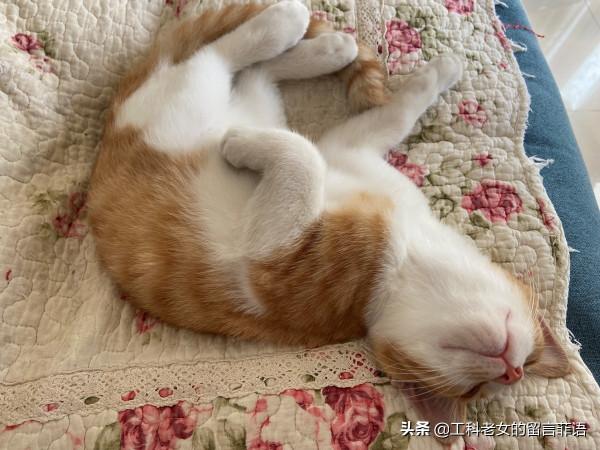 饞貓懶貓，一隻又饞又懶的可愛貓